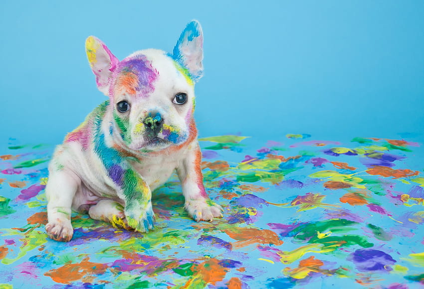 Cane colorato su cane, cucciolo arcobaleno Sfondo HD