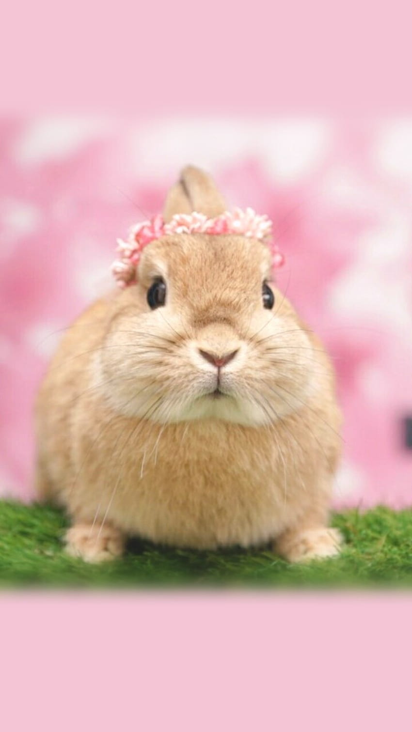 Animals, baby, baby bunny, background, beautiful, beauty, bunny, cute  animals, cute baby, cute bunny, cutie, iphone,