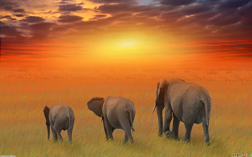 Elephant Family HD wallpaper