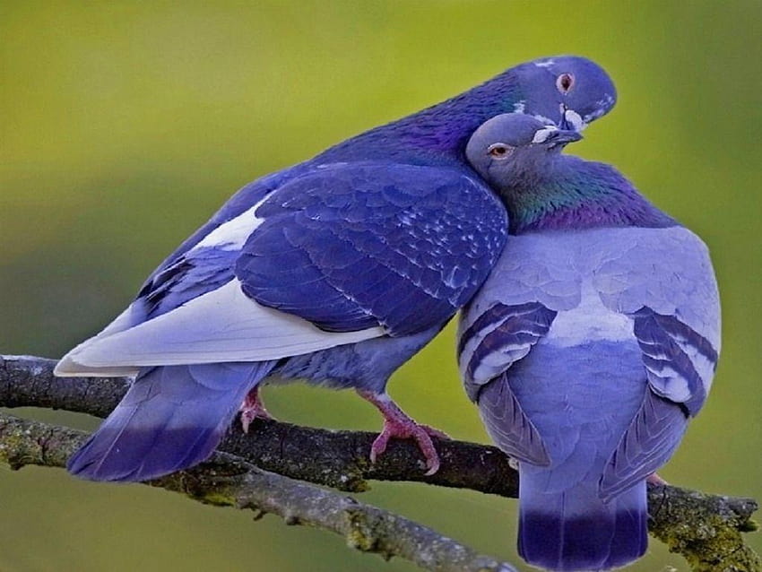 Amazing Pigeon Colorful, pigeons love HD wallpaper