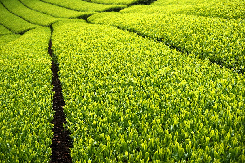 : yeşil, çay, tealeaves, çay tarlası, yeni yaşamlar 4912x3264, çay yaprakları HD duvar kağıdı