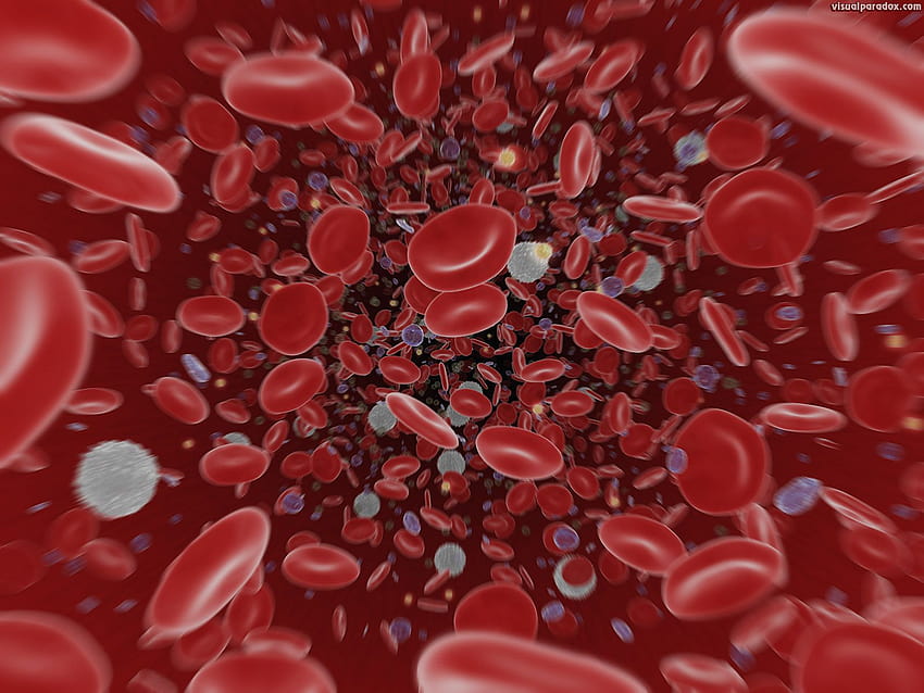 Nöron ve Kırmızı Kan Hücreleri D, beyaz kan hücresi HD duvar kağıdı