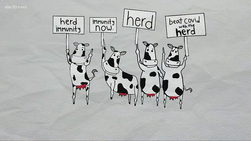 Cartoon: learn the true story of how we figured out herd immunity HD wallpaper