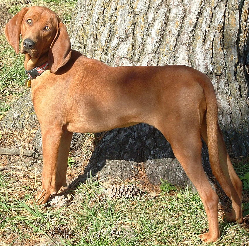 Redbone Coonhound Info, Temperament, Training, Puppies HD wallpaper