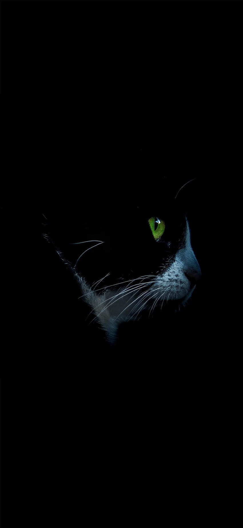 Grünäugige Katze Amoled, amolierte Smartphone-Tiere HD-Handy-Hintergrundbild
