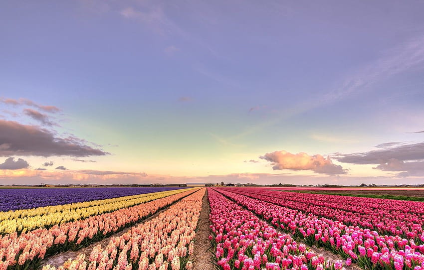 field, clouds, sunset, flowers, beauty, yellow, horizon, colorful sunset field HD wallpaper