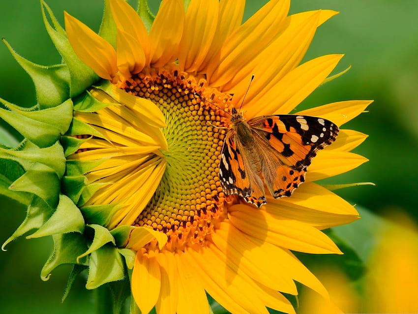 Orange butterfly on a sunflower, happy sunflower HD wallpaper | Pxfuel