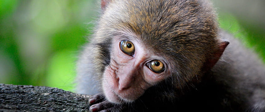 2560x1080 маймуна, сладък, поглед, двоен широк фон на примат, сладка маймуна HD тапет