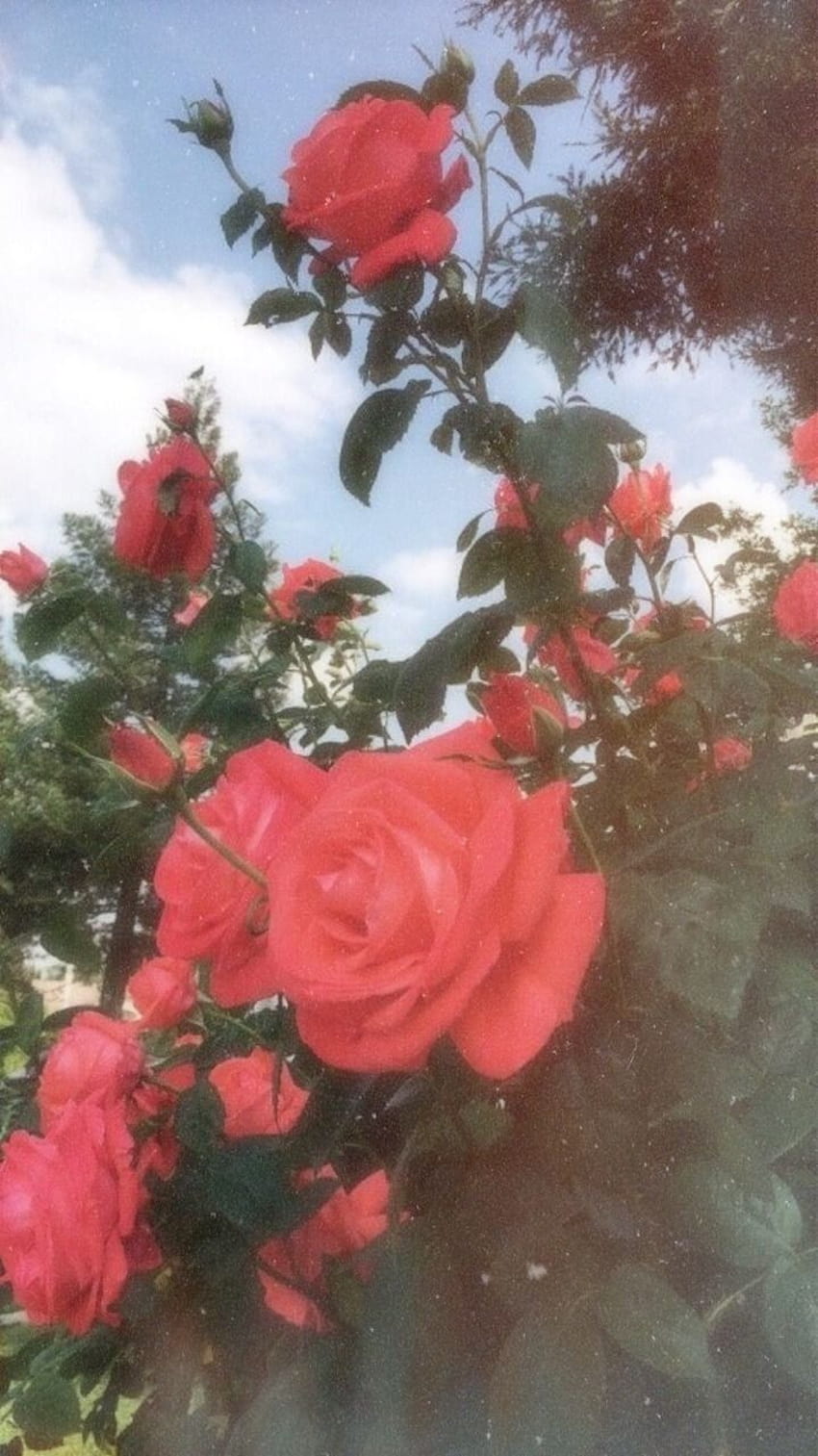 Tumblr Red Flowers, aesthetic red flower HD phone wallpaper | Pxfuel