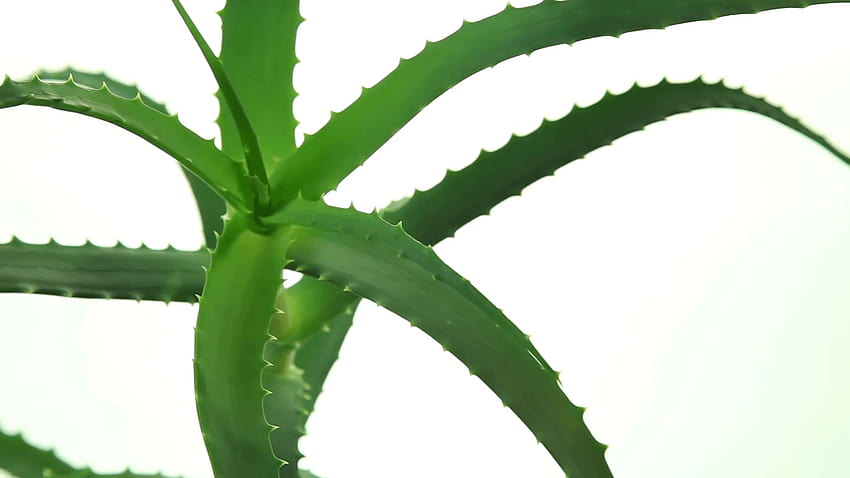 Aloe vera plant leaves on white backgrounds Stock Video Footage HD wallpaper