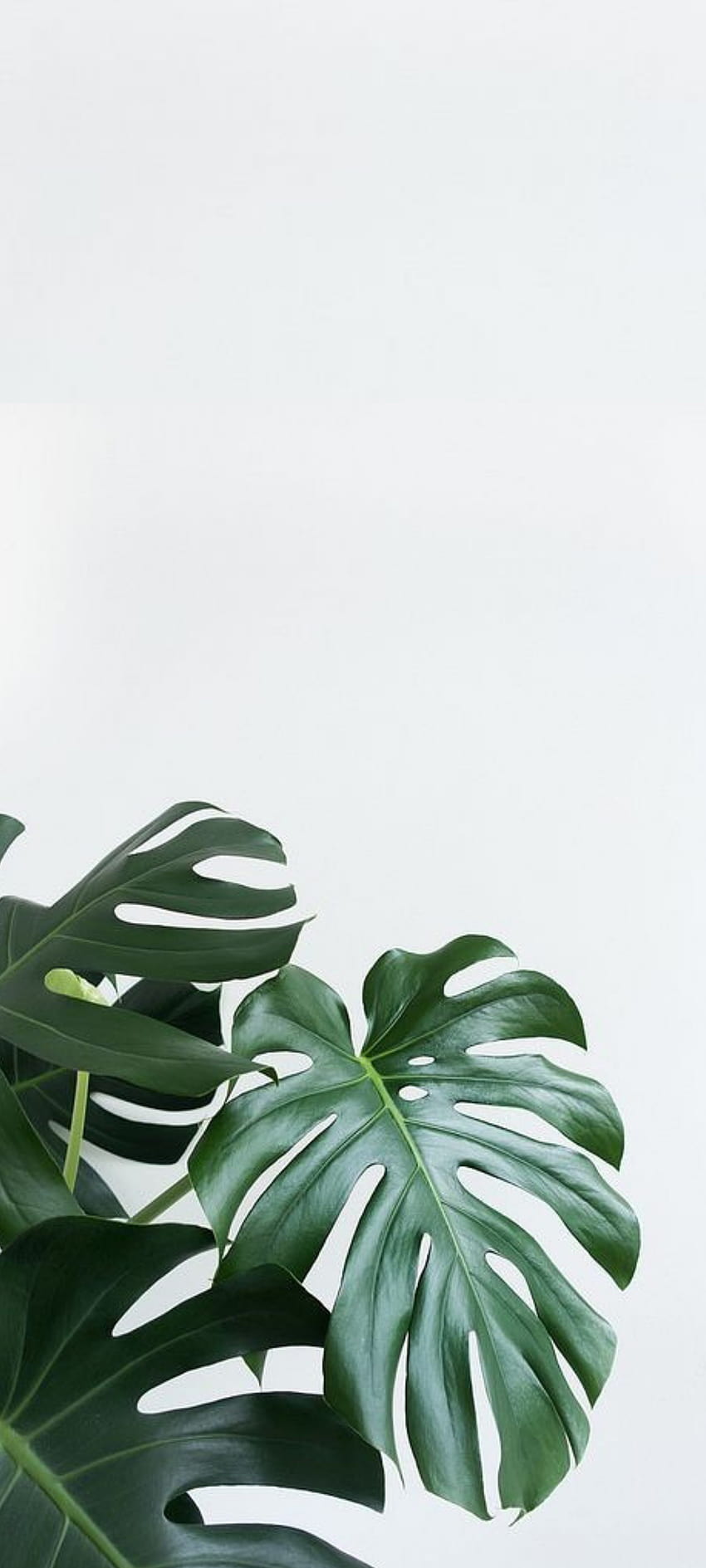 52456 Minimalist Houseplant On Grey Background  Rare Gallery HD Wallpapers