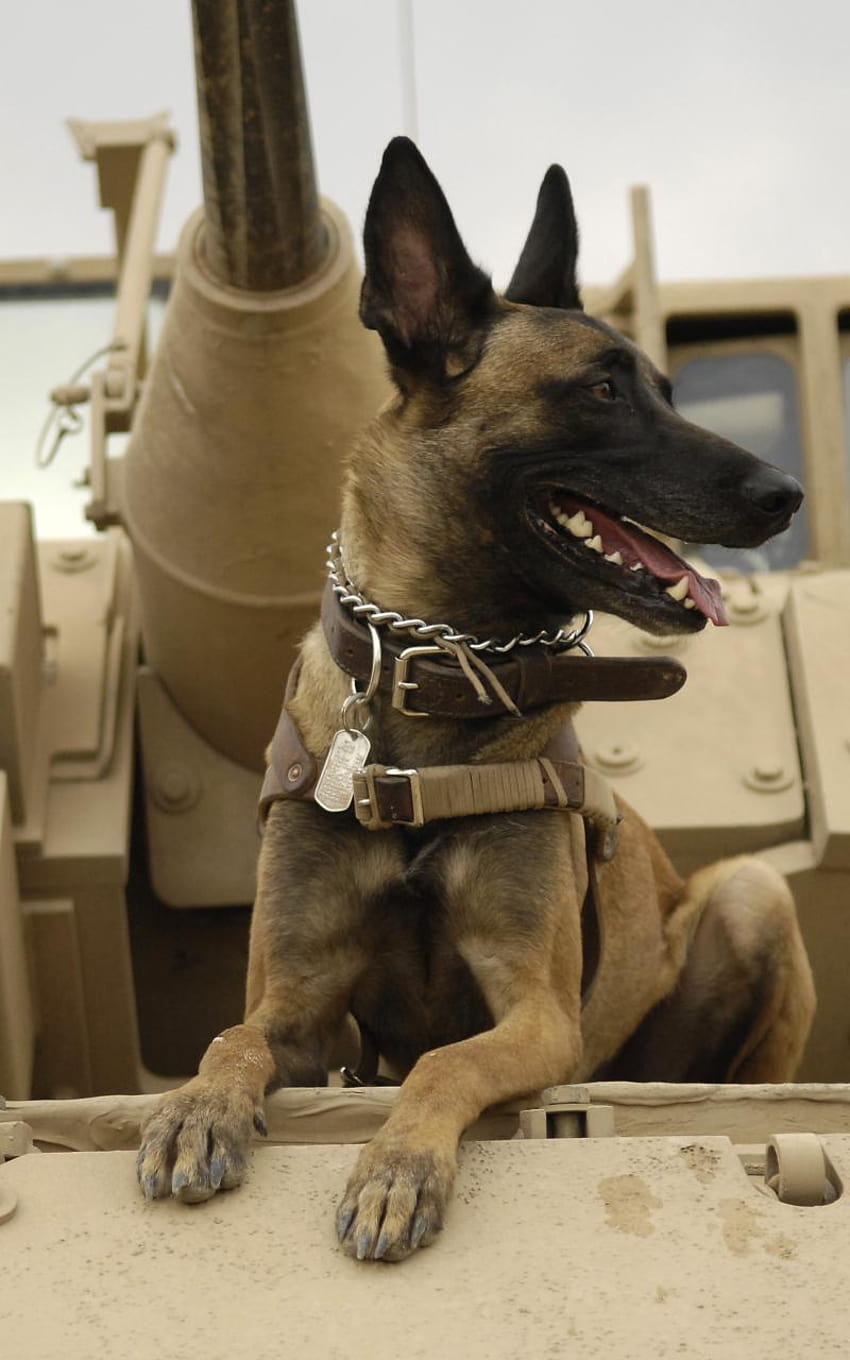 4 Military Dog for Computer, army dog HD phone wallpaper