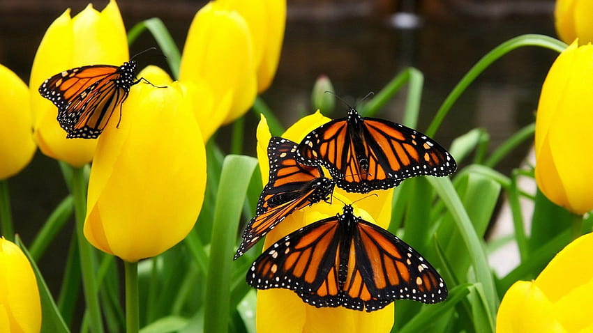 Butterfly Flowers Monarch Yellow Insects Original, monarch butterfly aesthetic HD wallpaper
