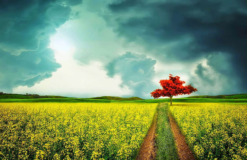 clouds, spring, field, beautiful, yellow, red, trees, sky, road, blue, flowers :: HD wallpaper