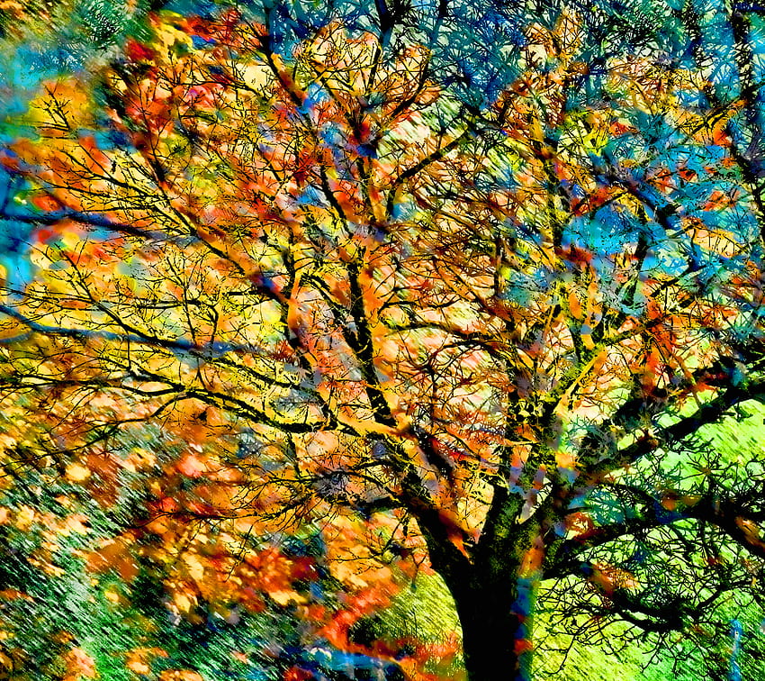 : autumn, blur, color, tree, fall, texture, colors, beauty, leaves, hop, Canon, colorful, fallcolors, fallenleaves, texturedlayers, canoneosdigitalrebelxsi, jackaloha2, hopcs5 2820x2508, textured autumn HD wallpaper