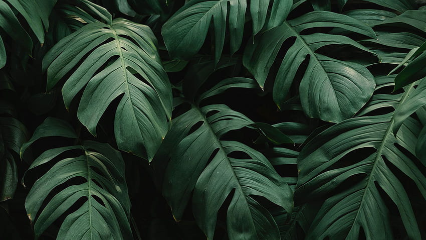 Листа от джунглата, растения от тропическите гори HD тапет