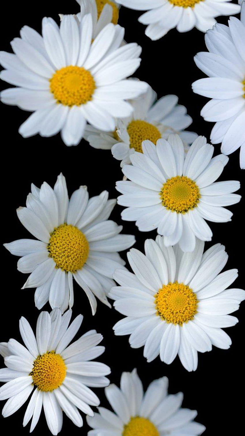 on Twitter:, flora white HD phone wallpaper