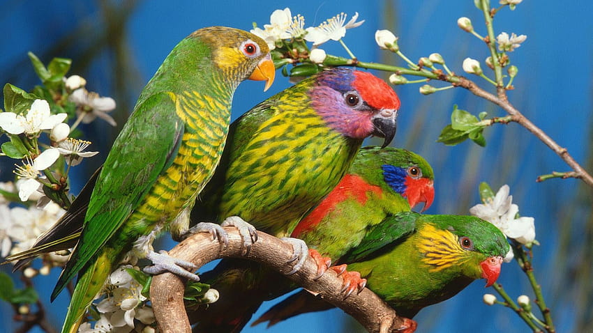 ptak, zwierzę, piękne, dzikie, skrzydła, egzotyczne, ptaki / i mobilne tła, egzotyczne ptaki Tapeta HD