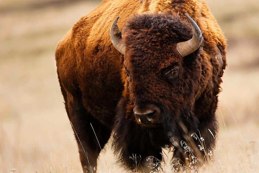 bison / and Mobile Backgrounds, fighting bison HD wallpaper