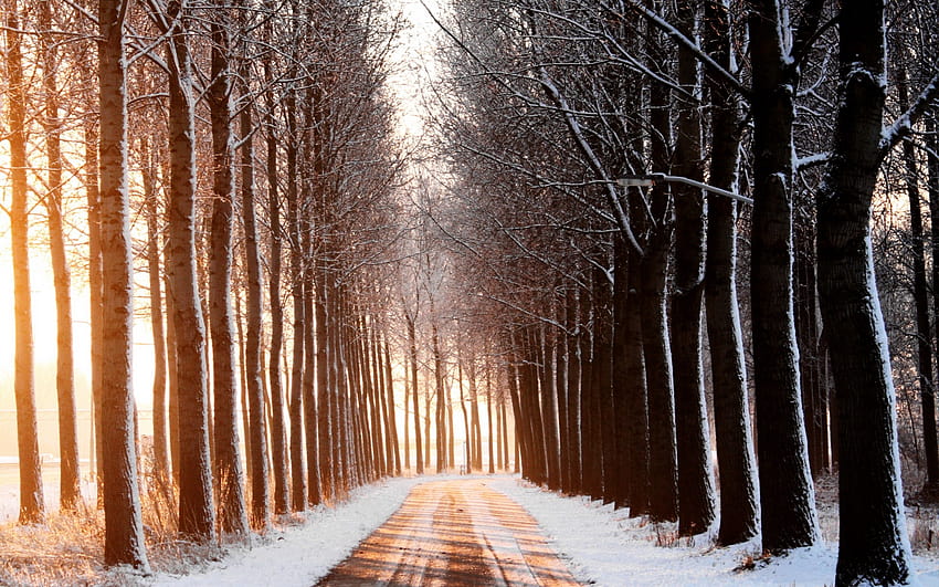 Daily : Winter Row Road, long winter roads HD wallpaper