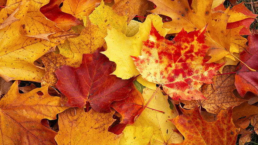 秋の魔法、秋の思い出を感じさせてくれる秋 高画質の壁紙