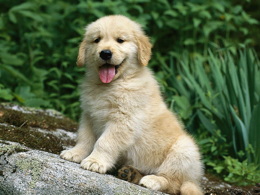 Babyhund, Golden Retriever &, Babyhunde HD-Hintergrundbild