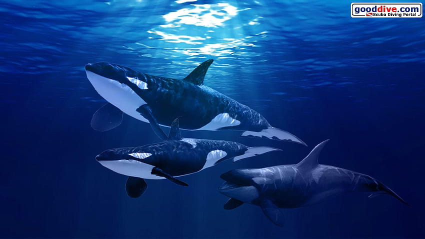 Orca , Awesome Orca i orki Tapeta HD