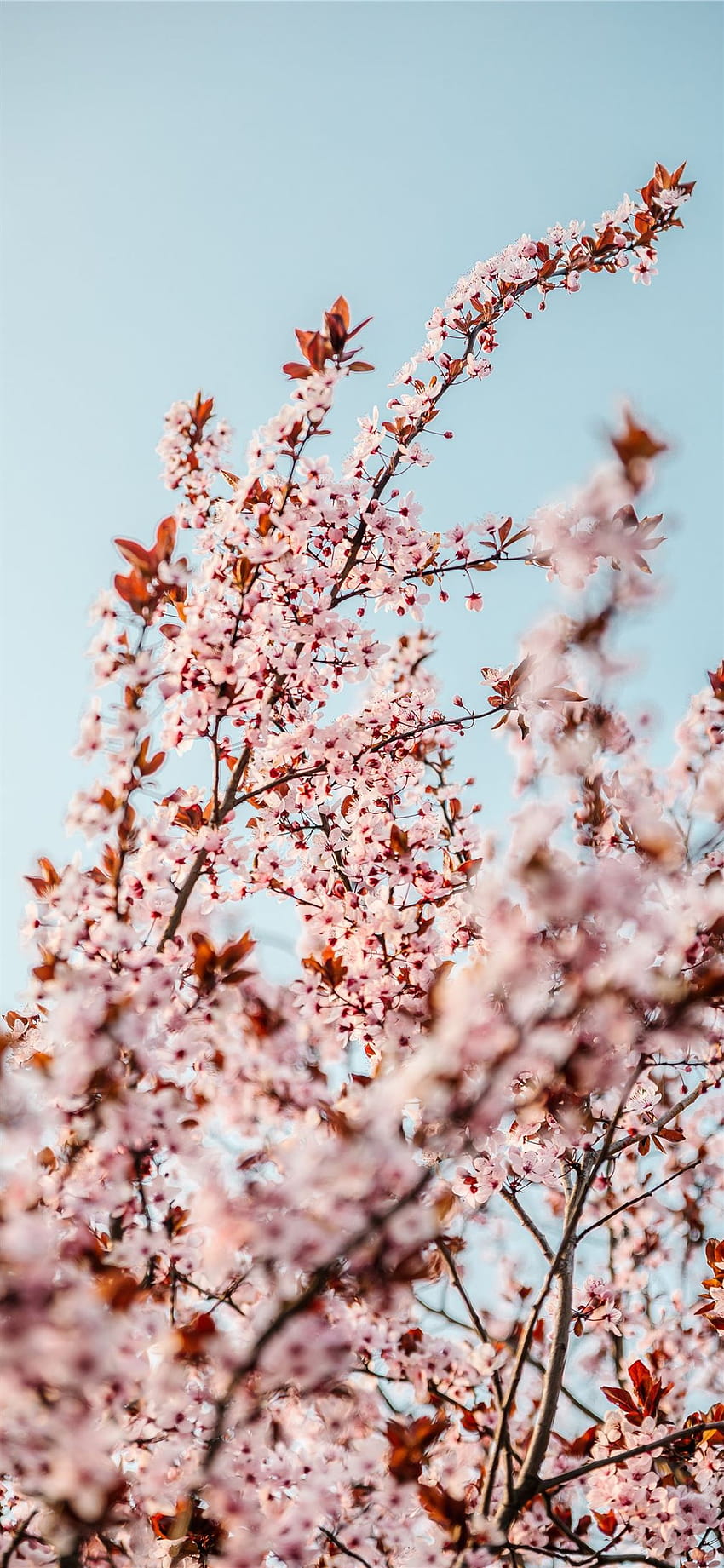 Best Cherry blossom iPhone X [2020], pink aesthetic tree HD phone wallpaper