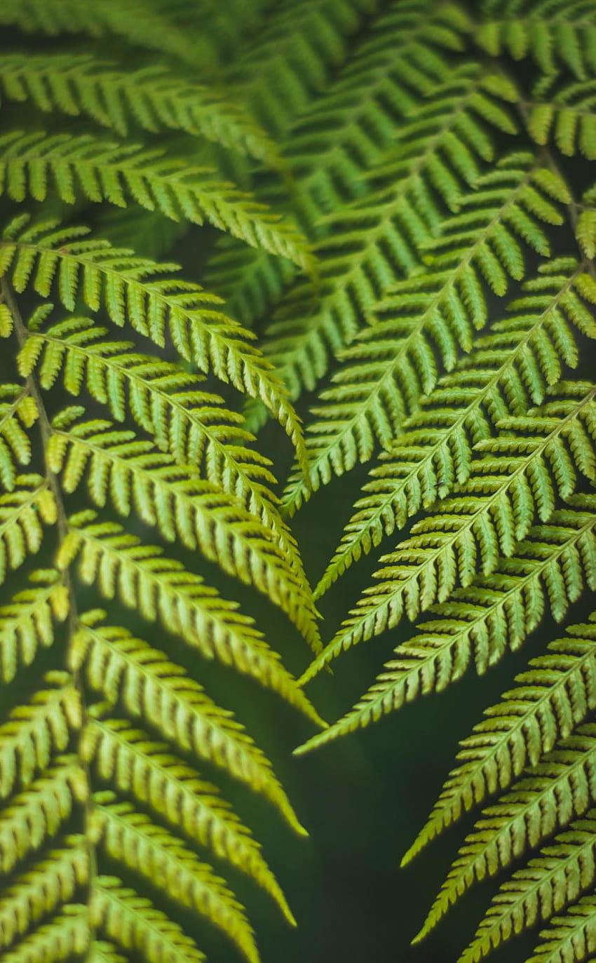 950x1534 green, fern, branches, leaves, green fern leaf HD phone wallpaper