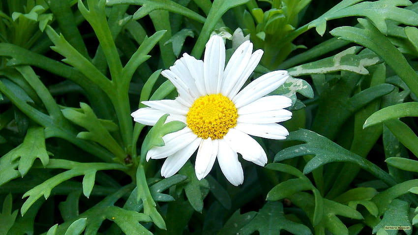 Marguerite daisy HD wallpaper