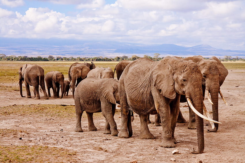 Groupe d'éléphants marchant sur Brown Road pendant la journée Fond d'écran HD