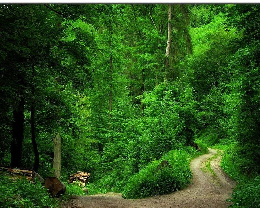 : green Forest, footpath, , trees, green forest trees HD wallpaper