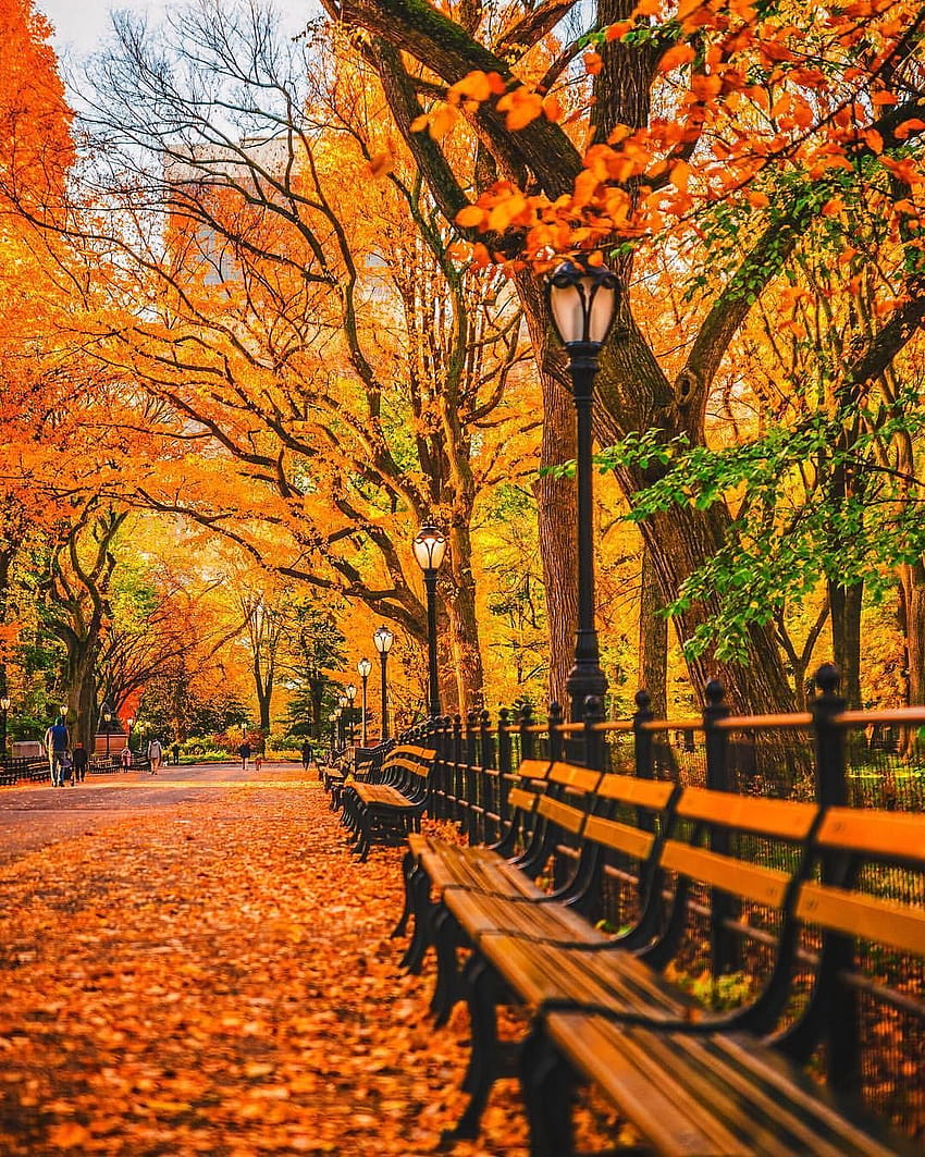 セントラル パーク NYC 秋のお気に入り, セントラル パークの秋 HD電話の壁紙