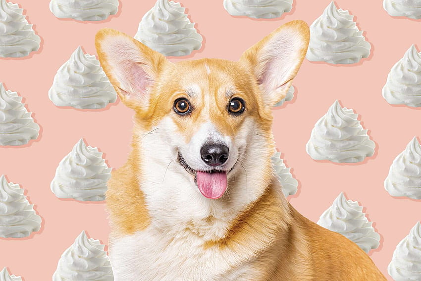 Can Dogs Eat Whipped Cream? What to Know Before You Grab Another Puppuccino at Starbucks HD wallpaper