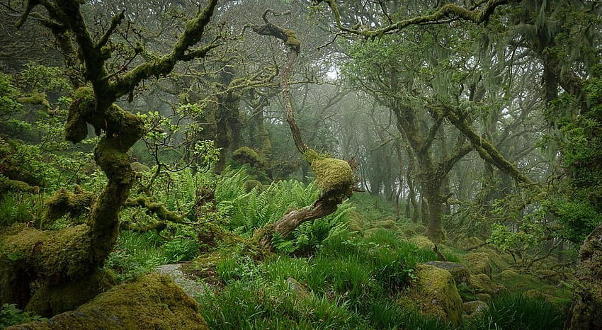 Pin on Flowers and Trees, dartmoor forest trees HD wallpaper