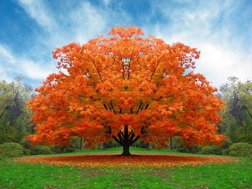 White Oak Tree In Fall HD wallpaper