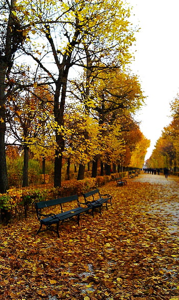 Autumn foliage, Schoenbrunn Palace, Vienna, Austria - Bing Wallpapers -  Sonu Rai