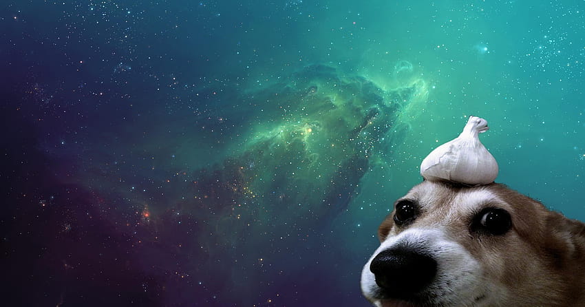 Dog Galaxy, garlic HD wallpaper