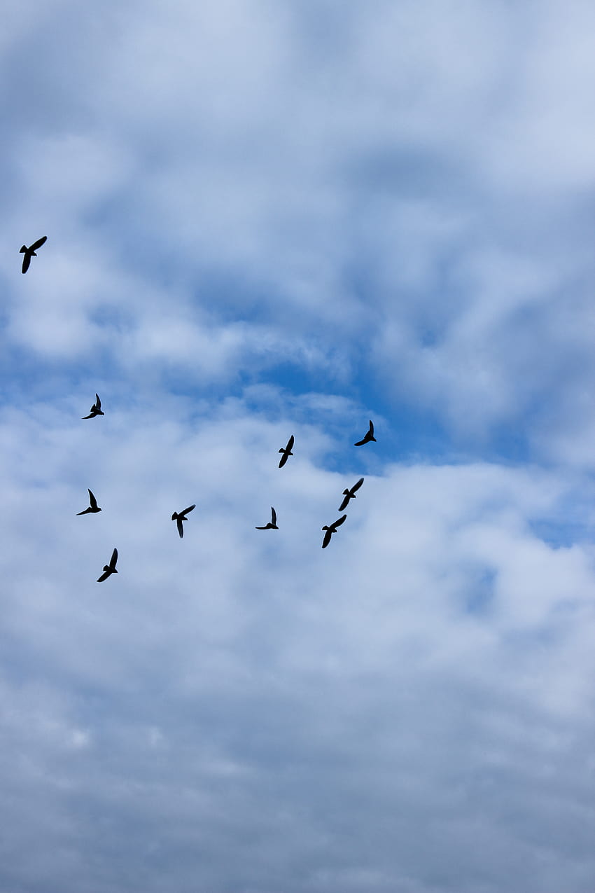 Birds Flying in the Sky · Stock HD phone wallpaper
