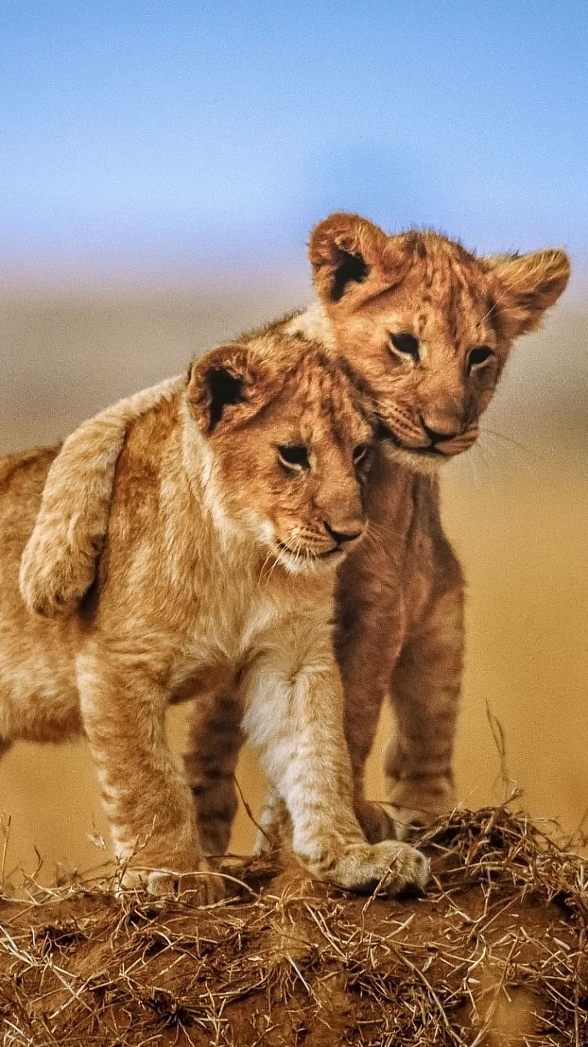 baby lions HD phone wallpaper