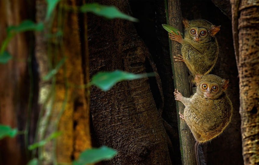 Indonesia, the primacy of, Eastern tarsier, Beside the tangkoko nature reserve, the island of Sulawesi, tarsier HD wallpaper