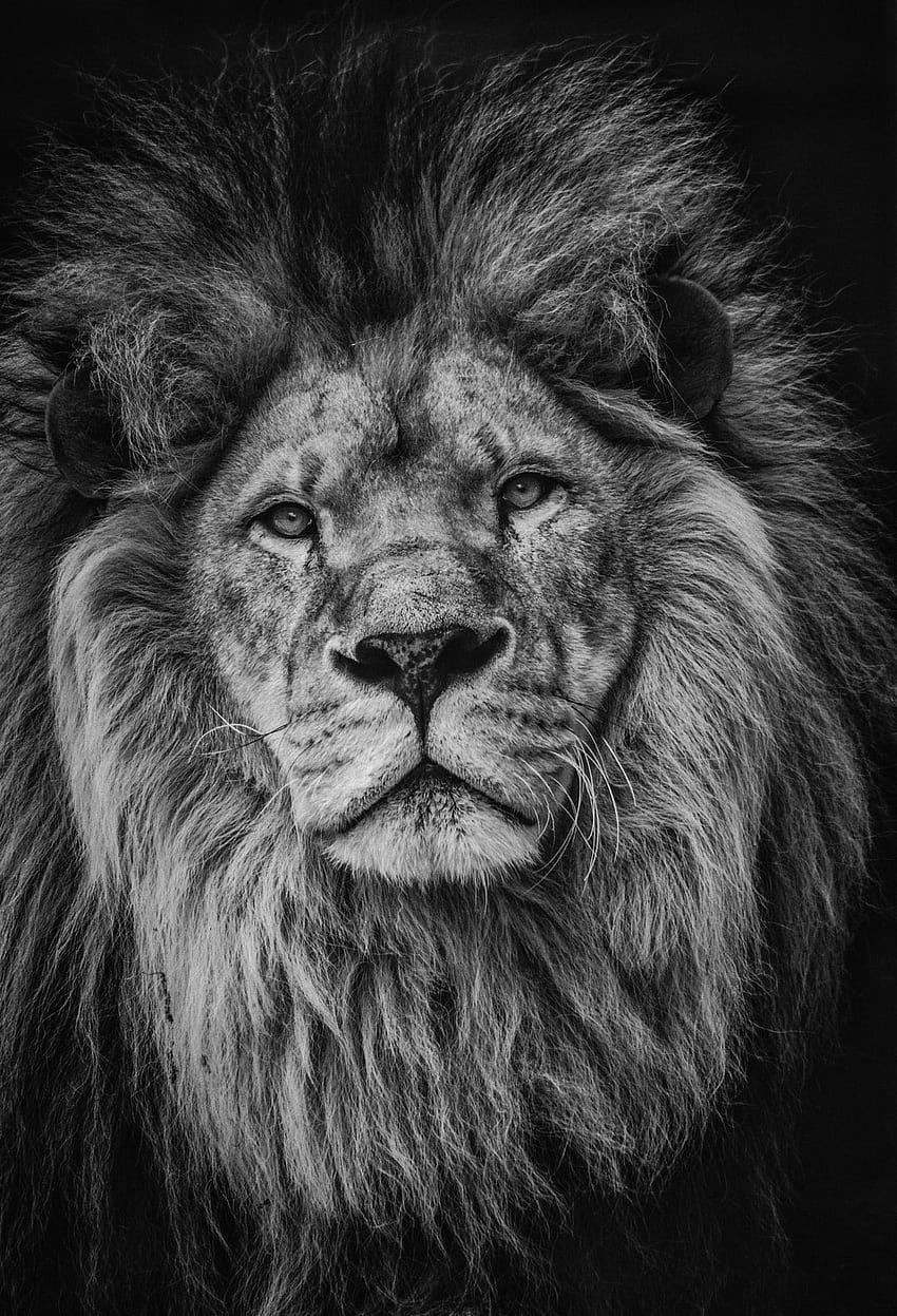 grayscale graphy of lion – Animal HD phone wallpaper