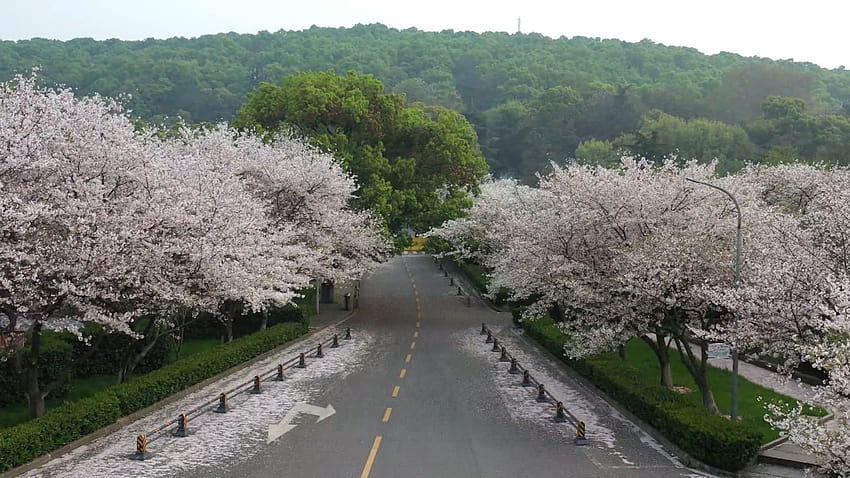 Cherry blossoms bloom in Wuhan, creating stunning scenes of beauty and renewal HD wallpaper