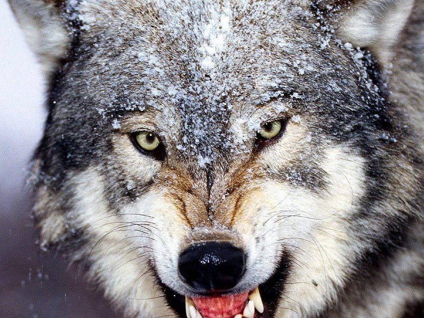Gray Wolf [1024x768] for your, gray wolves HD wallpaper