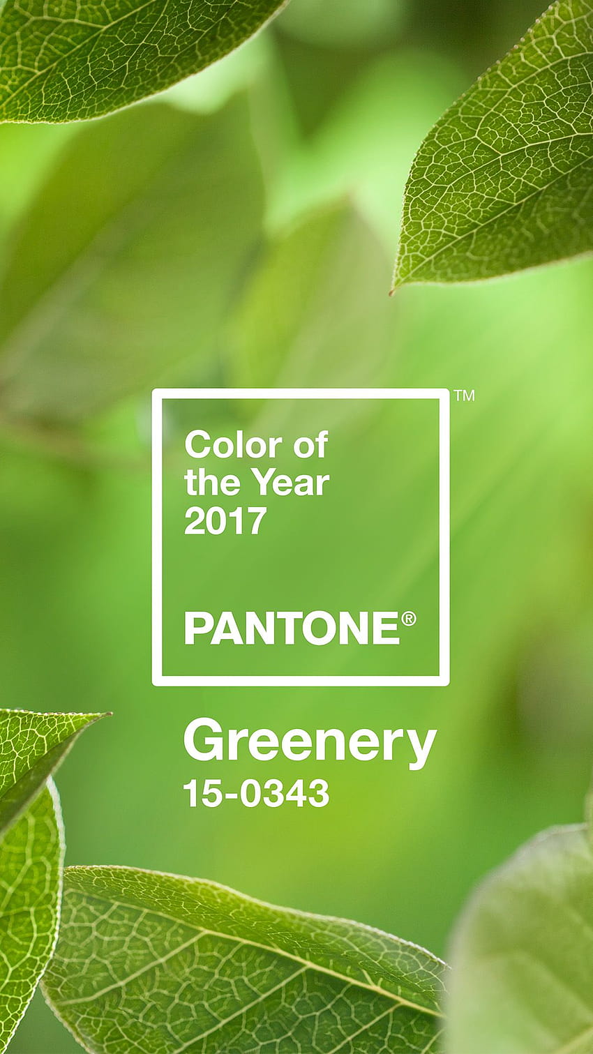 Color Intelligence, greenery mobile HD phone wallpaper