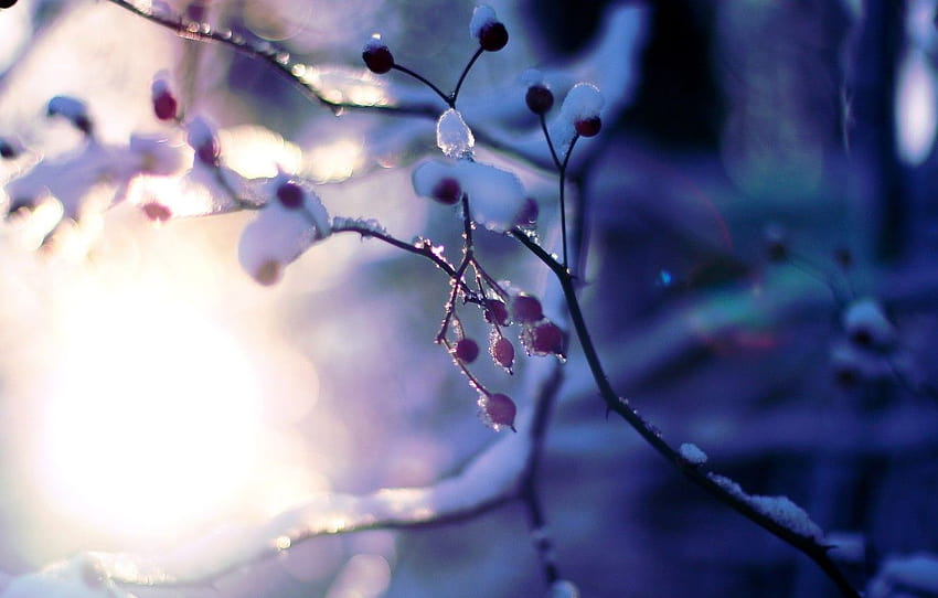 winter, die sonne, makro, schnee, bäume, zweige, hintergrund, baum, rosa, pflanze, verwischen, breit, hintergrund, baum , abschnitt макро, winterzweige HD-Hintergrundbild
