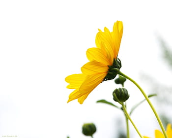 Yellow flower on white backgrounds HD wallpapers | Pxfuel