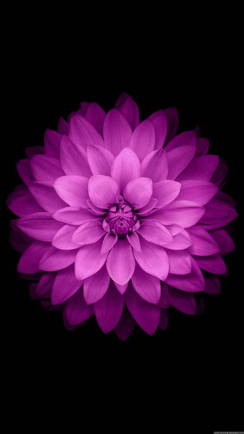 Różowy płatek kwiatu, fioletowy kwiat, czarne tło, różowy i czarny kwiat Tapeta na telefon HD