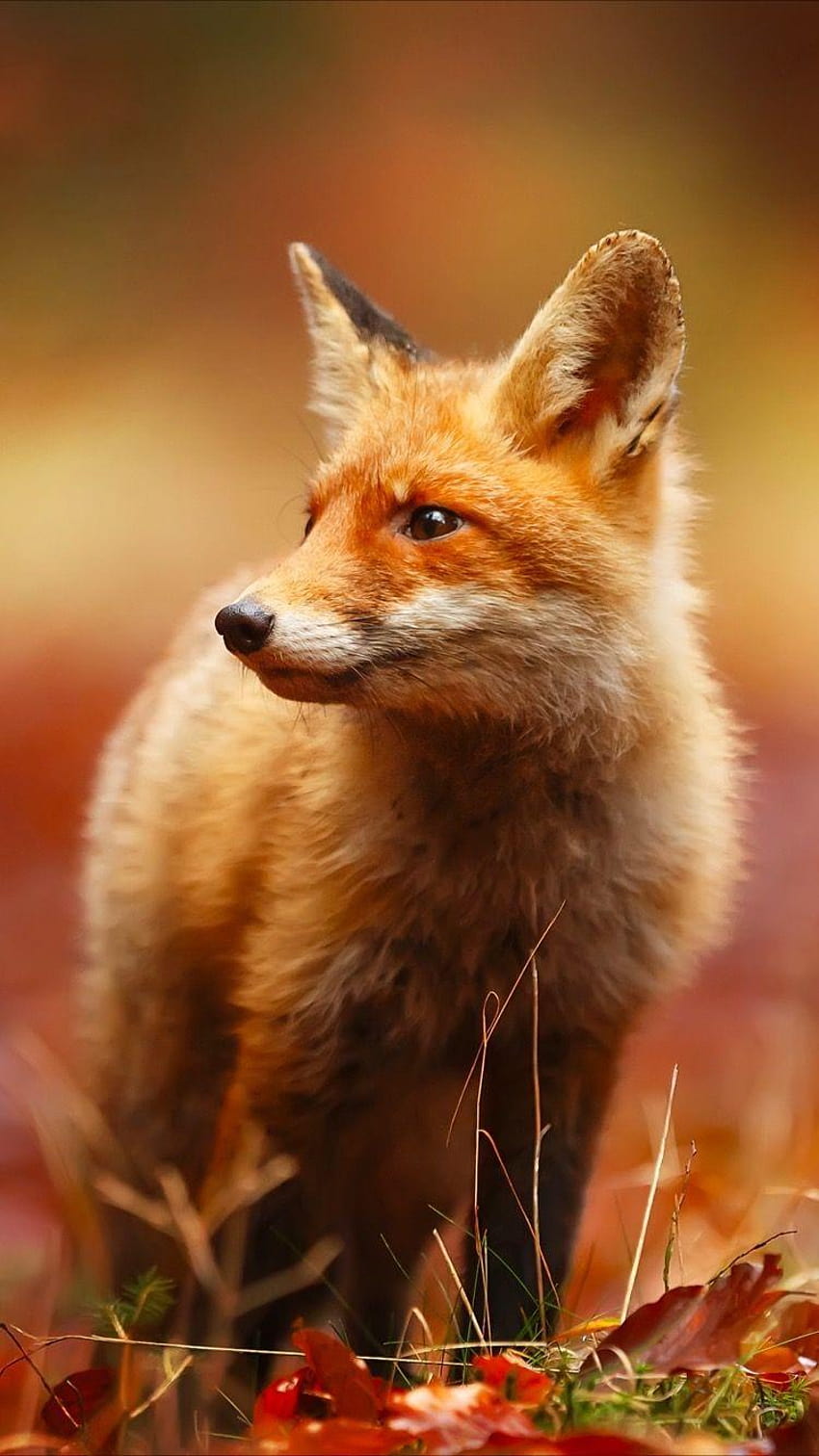 Get this cute red fox, cute fox HD phone wallpaper