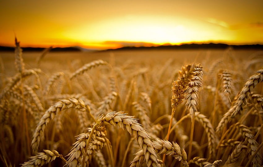 blé, champ, macro, coucher de soleil, récolte, oreilles, céréales, champ de blé Fond d'écran HD